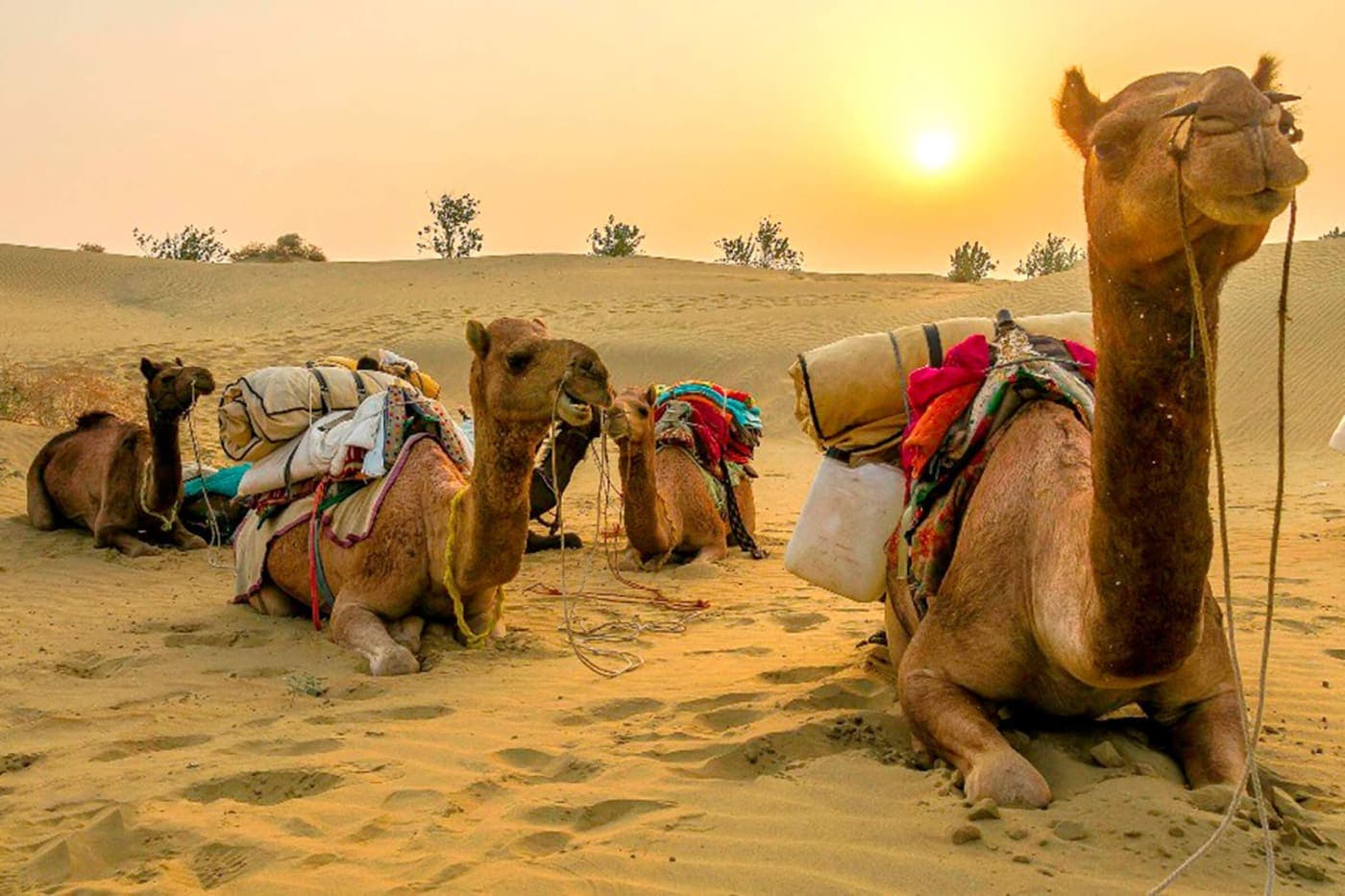 Photo of Adventurous overnight longer Trips organised by Exotic Luxury Camps at Sam and Sand Dunes at Jaisalmer